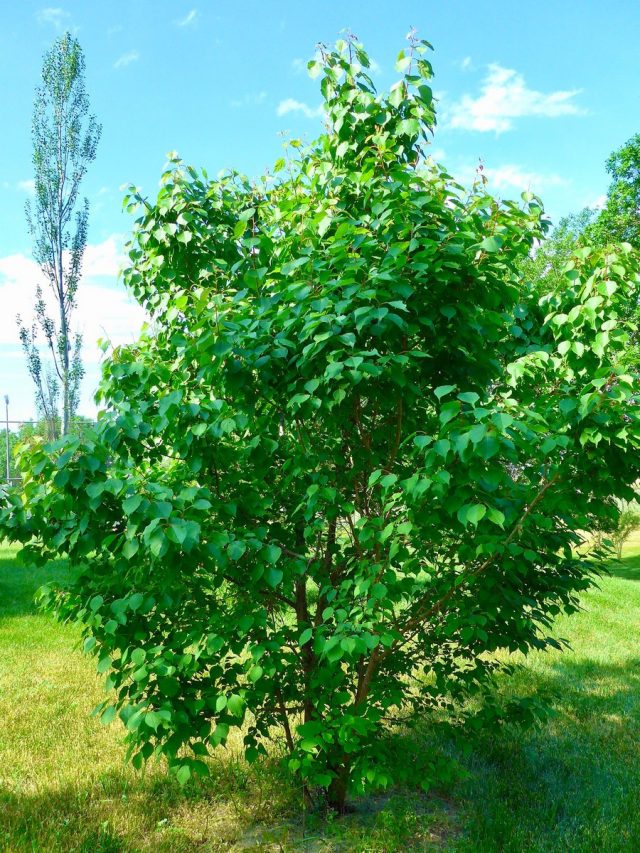 Абрикос маньчжурский (Prunus mandschurica, или Armeniaca mandshurica)