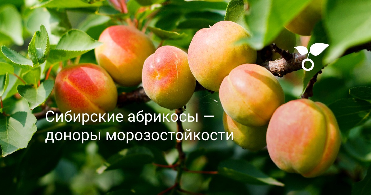 Сибирские абрикосы — доноры морозостойкости. Виды и сорта. Фото — Ботаничка