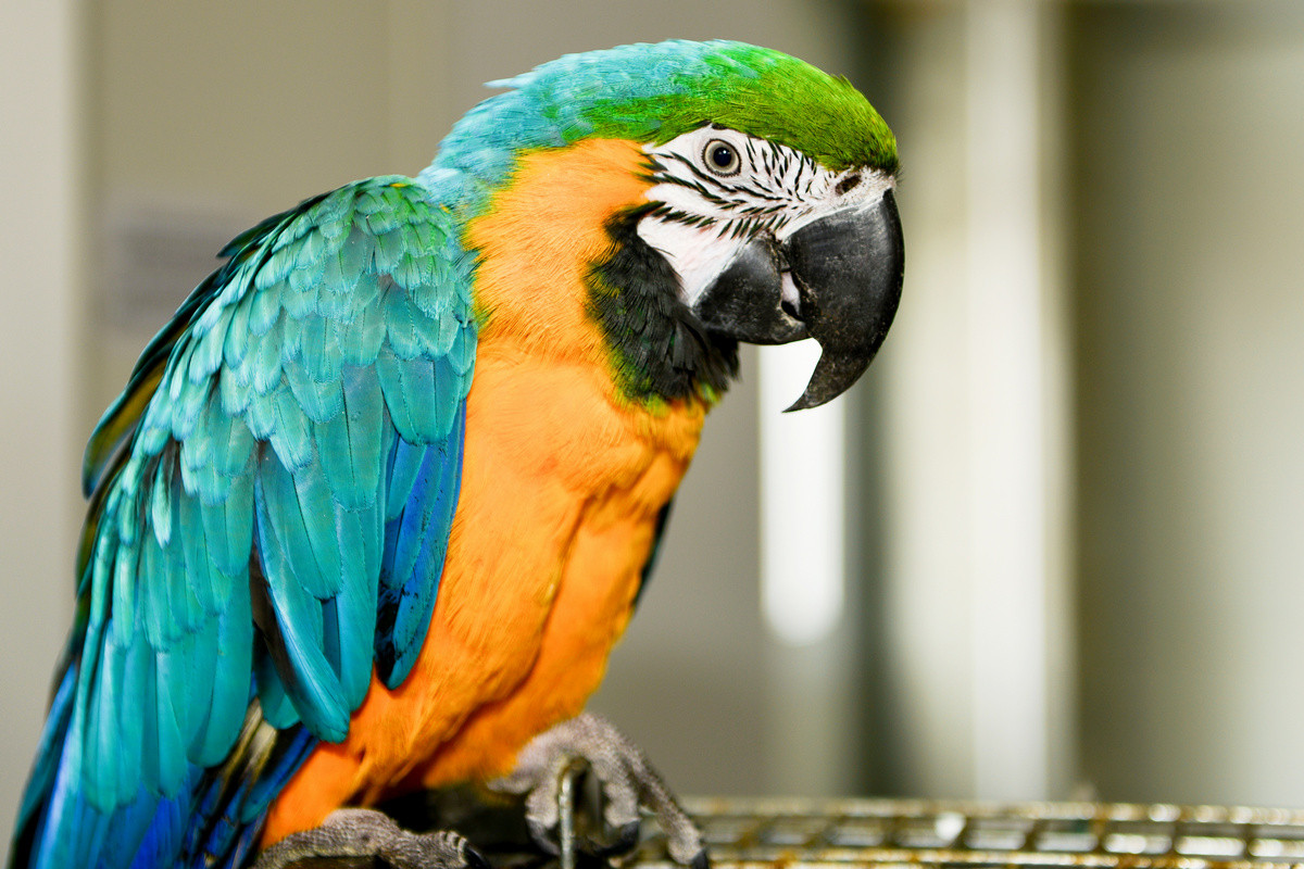 Говорящие попугаи: какие породы наиболее способны к обучению речи