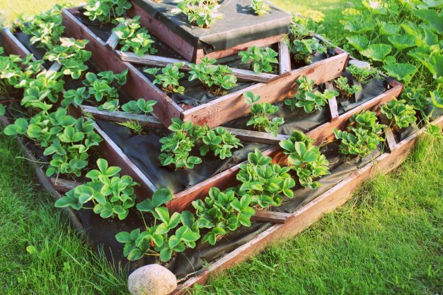 Jak pěstovat jahody. Jak pěstovat bobule na malé ploše!