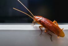 15 фактов о тараканах, которым вы не захотите поверить
