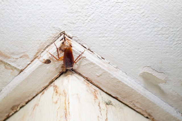 Тараканы могут проходить сквозь щели тонкие, как бритва или монета