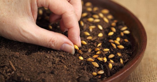Выкладывание семян в грунт