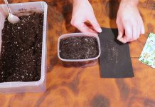 Подготовьте почву, емкость для посадки и посейте семена