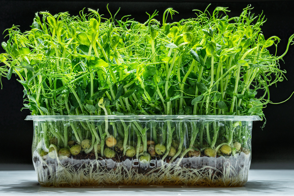 Проростки — это не микрозелень! Чем полезны и как проращивать? Выбор семян.Фото — Ботаничка