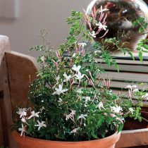 Жасмин многоцветковый (Jasminum polyanthum)