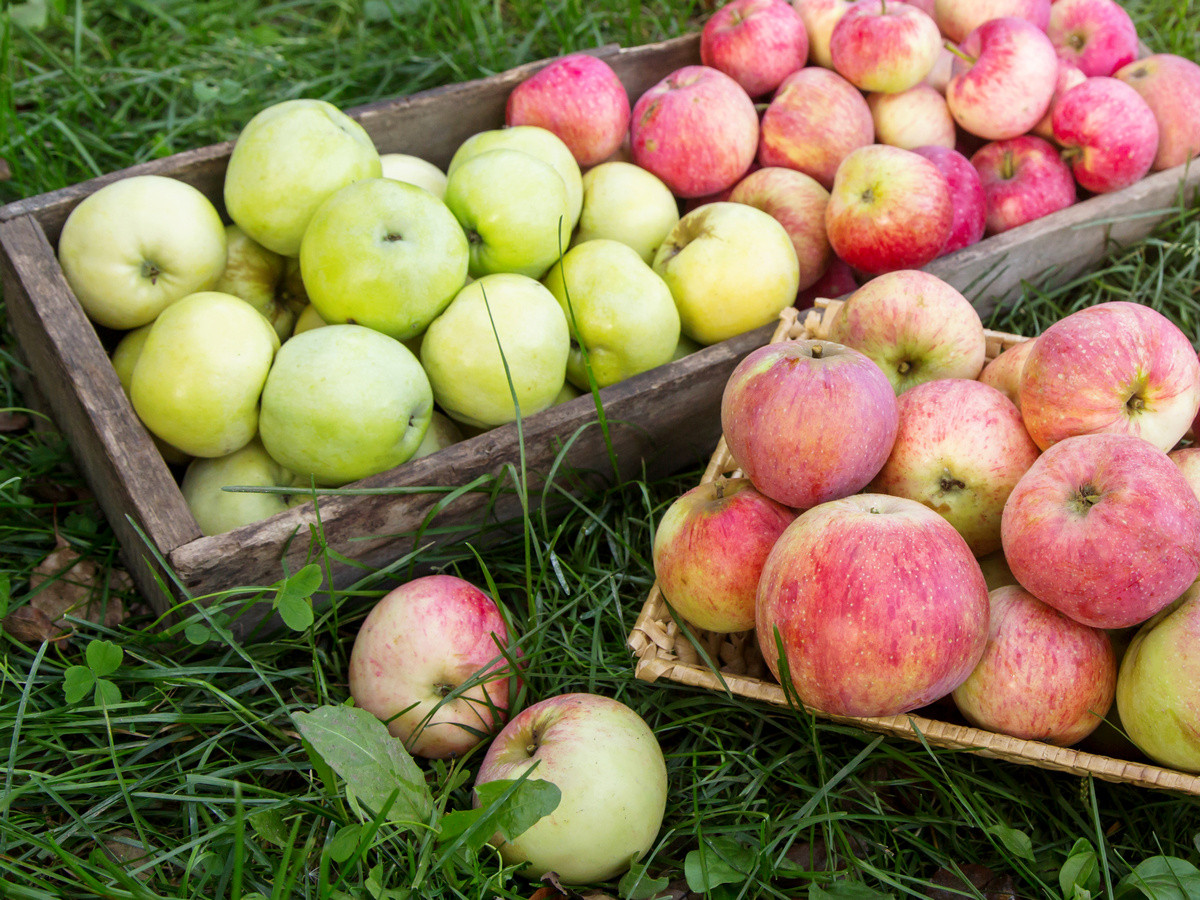 Выбираем идеальный сорт яблони — 10 частых вопросов и ответов. Фото —Ботаничка