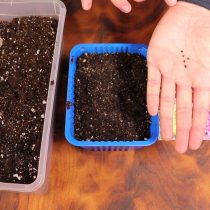 Рассыпьте семена по увлажненной поверхности почвы