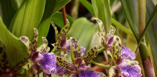 Зигопеталум — необычная и ароматная орхидея для дома