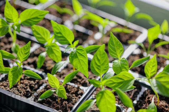 10 секретов успешного выращивания рассады перцев