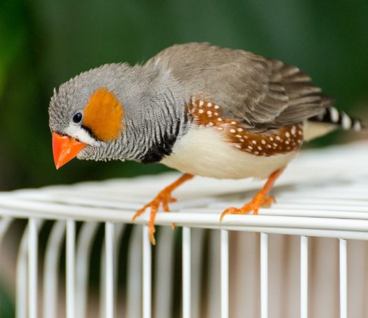 Амадины — самые простые в содержании среди декоративных птиц