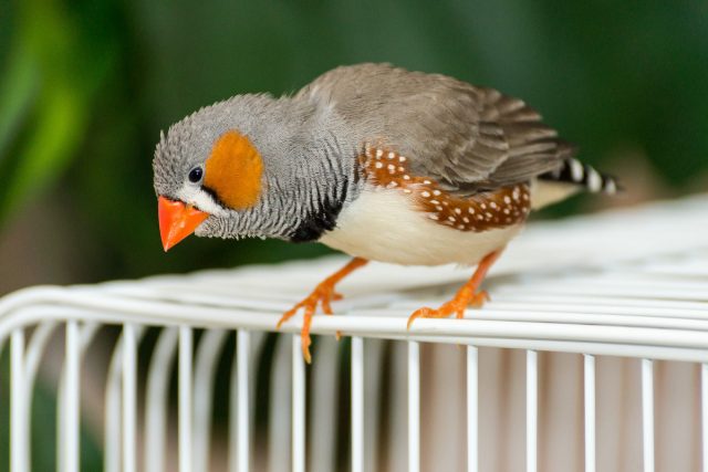 Амадины — самые простые в содержании среди декоративных птиц