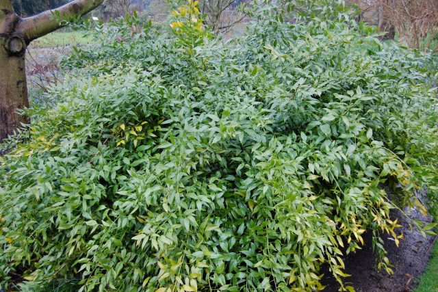Даная ветвистая — как выращивать александрийский лавр?