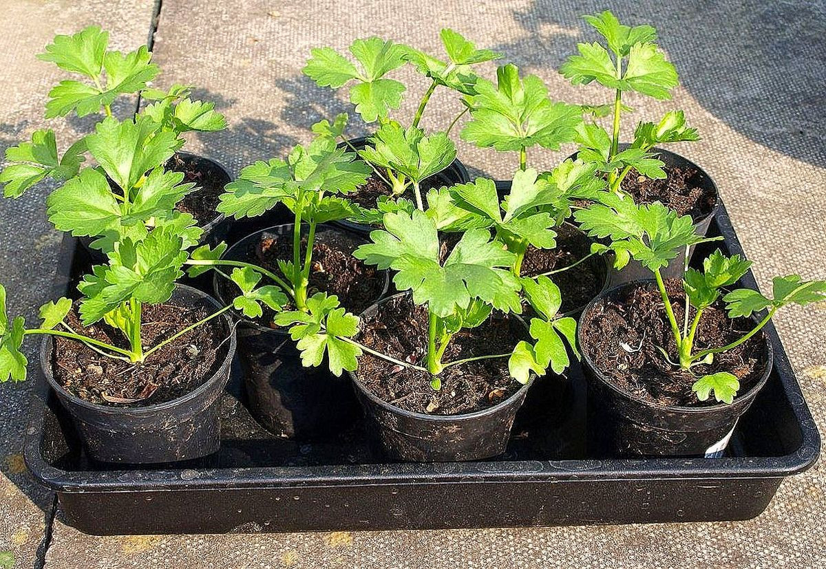 Как выращивать рассаду корневого сельдерея: советы садовода