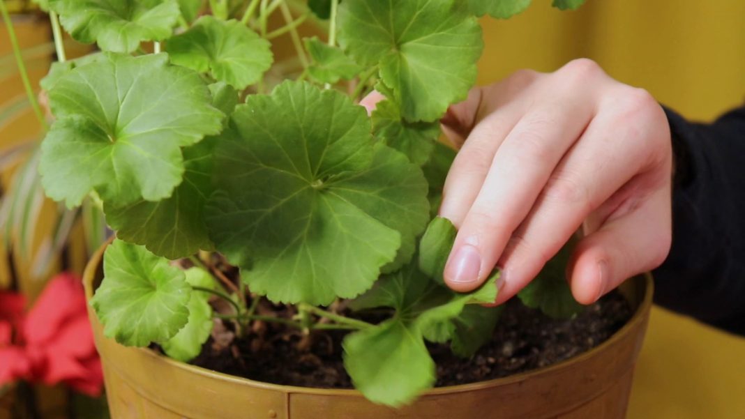 Как вырастить пеларгонию из семян в домашних условиях с фото