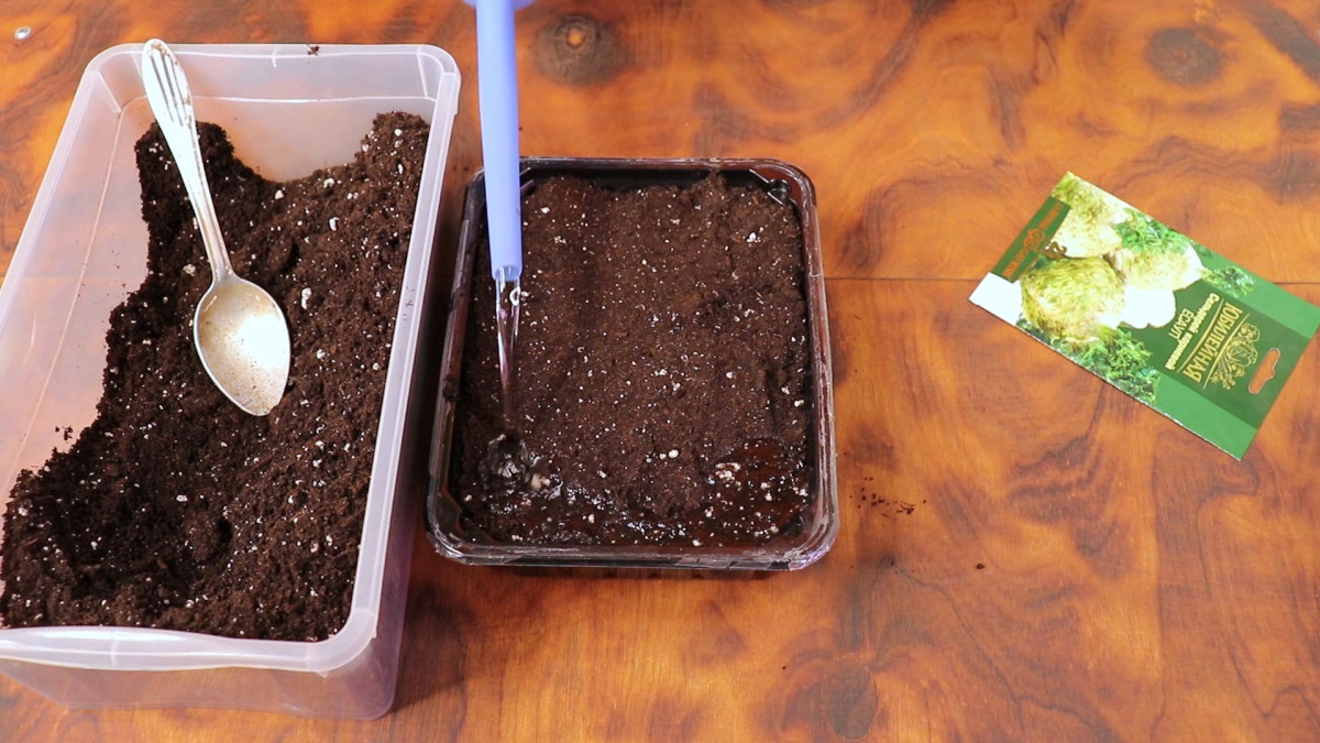 Как посадить семена сельдерея на рассаду