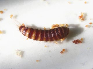 Личинка коврового жук