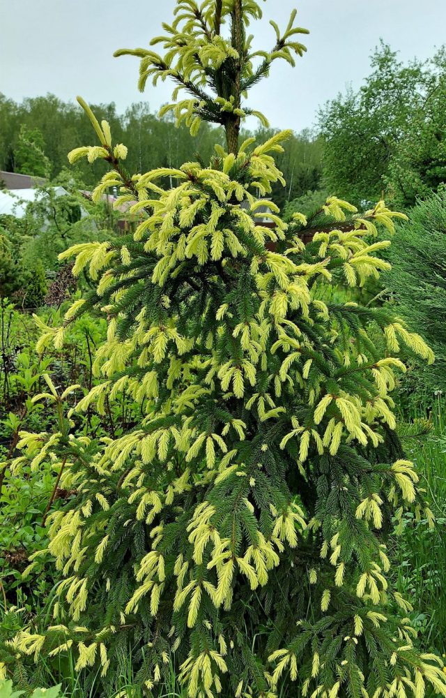 Ель обыкновенная «Файндоненсис» (Picea abies 'Finedonensis')