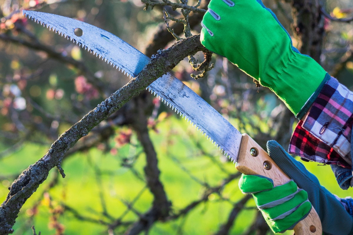 Sawing Branches