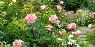Розы в дизайне сада — где и с какими партнёрами посадить?