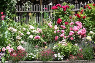 Популярным вариантом расположения роз в наших садах является миксбордер
