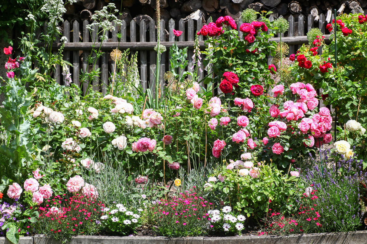 Розы в дизайне сада — где и с какими партнёрами посадить? Фото — Ботаничка