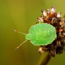 Зелёный клоп-щитник (Palomena prasina)