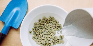 Тест на всхожесть семян в стакане с водой — работает или нет?