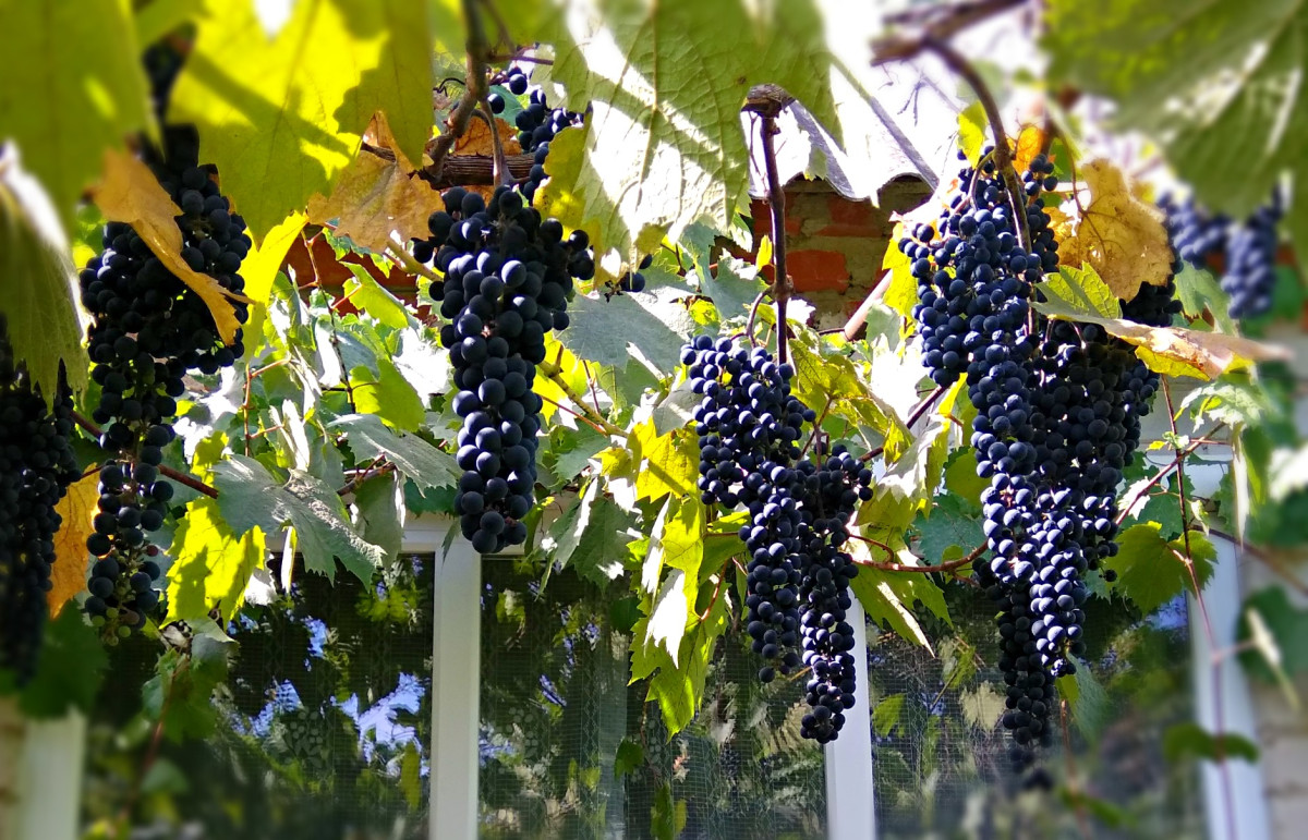 Виноград мукузани: отличный винный и декоративный сорт. Фото — Ботаничка