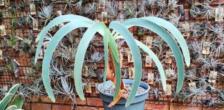 Ворслея — идеальное растение для зимнего сада