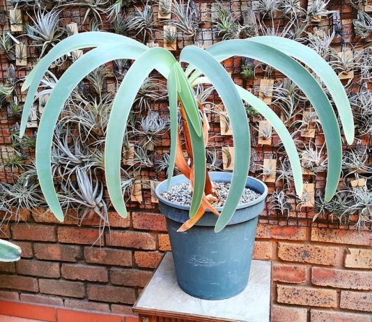 Ворслея — идеальное растение для зимнего сада