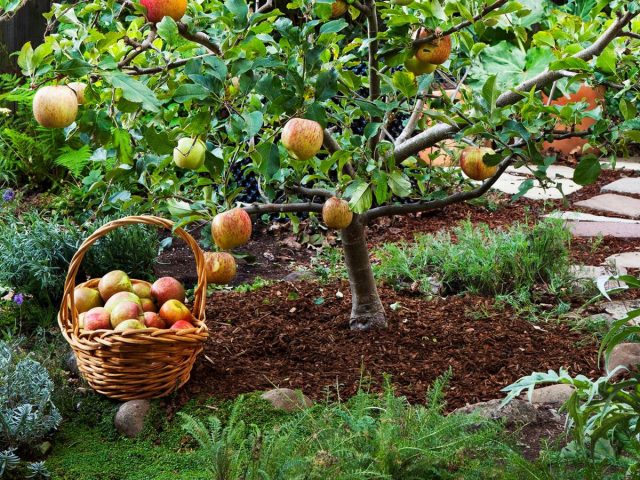 Воспитание скороплодного сада — формирование яблонь и груш