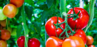 Защита томатов — от всходов до сбора урожая