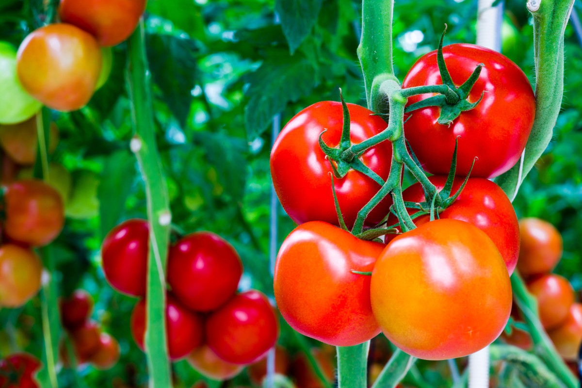 Защита томатов — от всходов до сбора урожая — Ботаничка