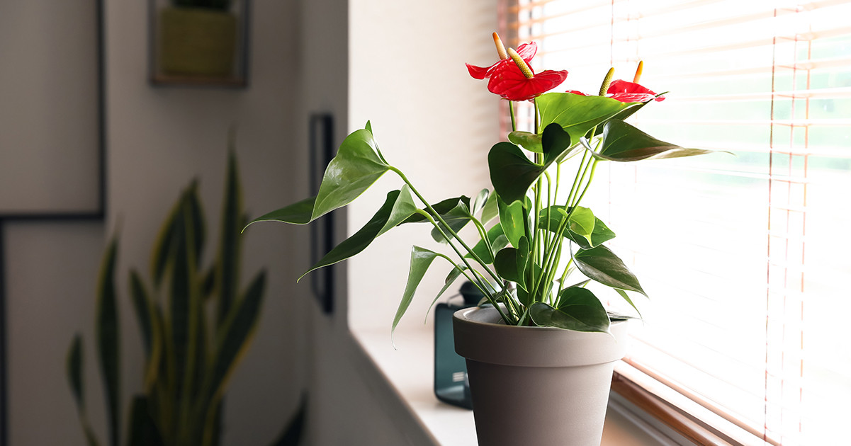 Какие цветы можно и нужно держать у себя дома: фото и названия растений