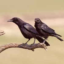 Европейская чёрная ворона (Corvus corone)