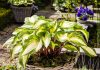 Хоста «Распберри Сандей» (Hosta 'Raspberry Sundae')