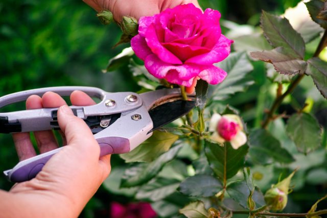 Как правильно срезать розу для букета?
