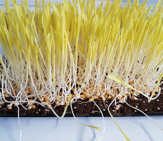 Как вырастить микрозелень кукурузы?