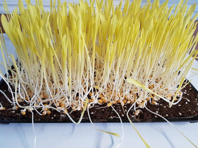 Как вырастить микрозелень кукурузы?