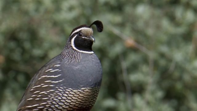 Калифорнийский перепел