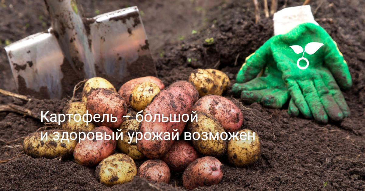 Картофель — как получить большой и здоровый урожай