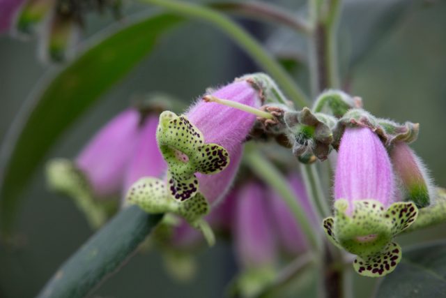 Колерия наперстянкоцветковая (Kohleria digitaliflora)
