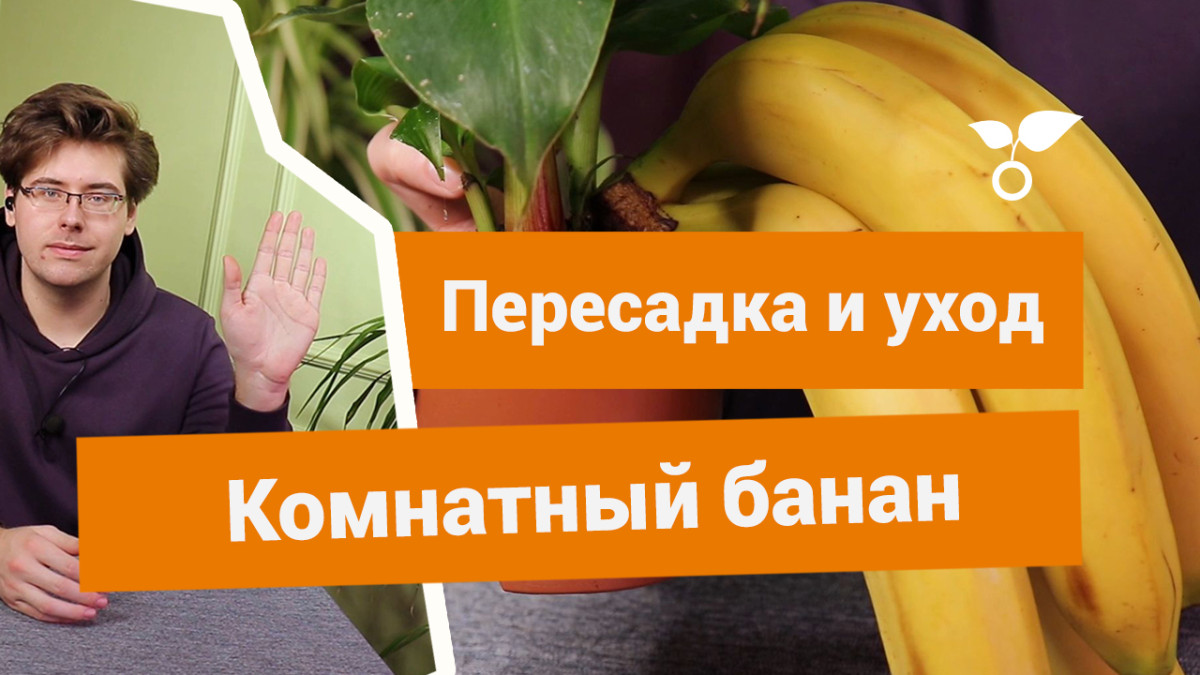 Комнатный банан — особенности ухода и пересадки. Уход в домашних условиях.  Видео — Ботаничка