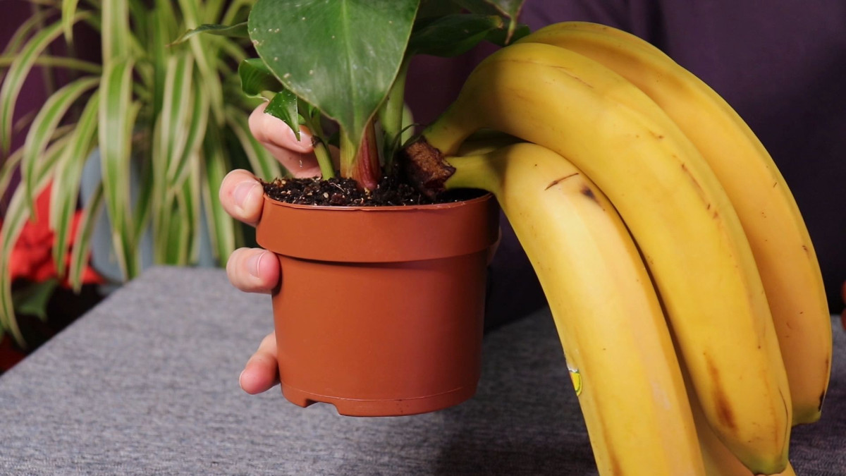 Вырастить банан из покупного банана. Кавендиш банан. Банан комнатный плодоносящий карликовый. Карликовый банан. Банан комнатное растение.