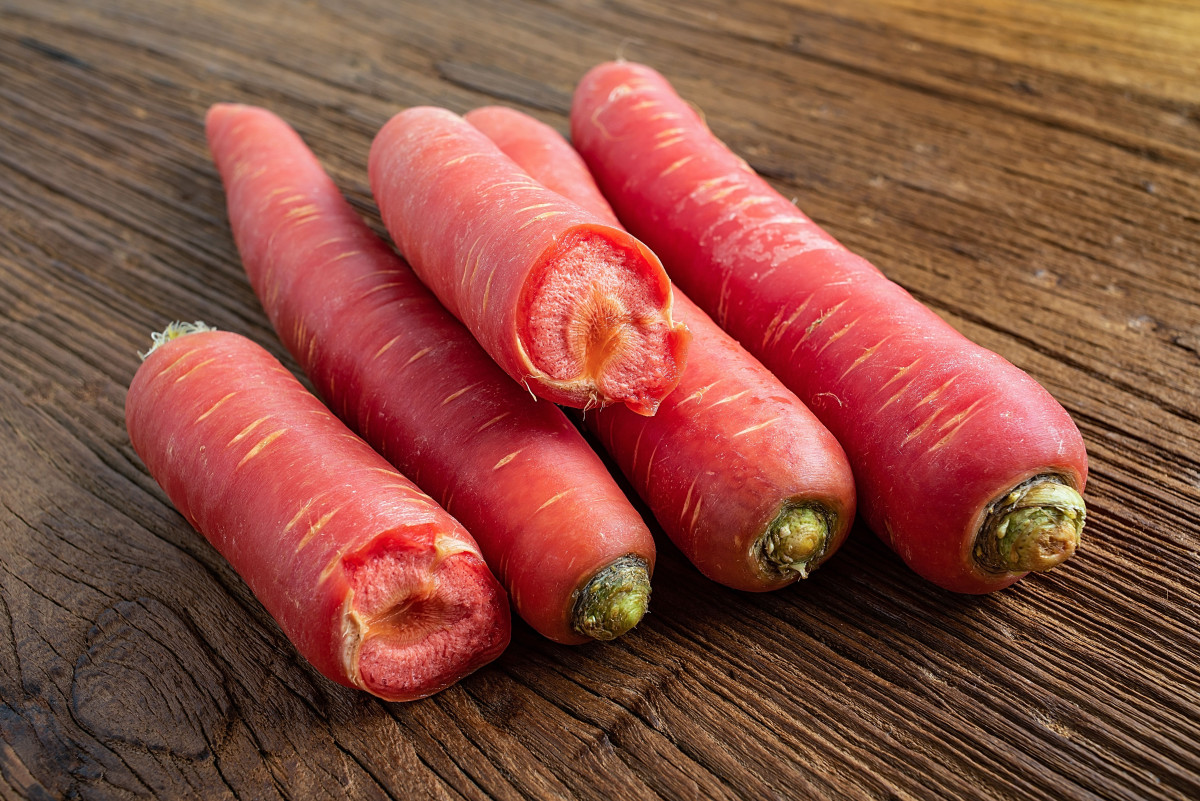 Морковная палитра — о разноцветной моркови. Фото — Ботаничка