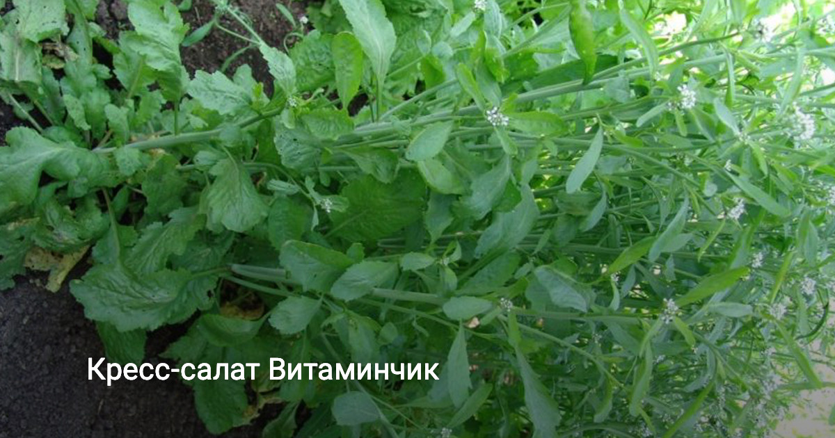 Кресс-салат Витаминчик — Ботаничка