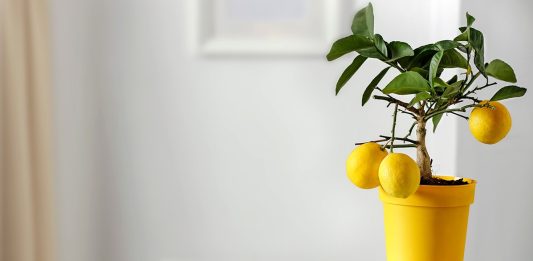 Уход за лимоном в горшке