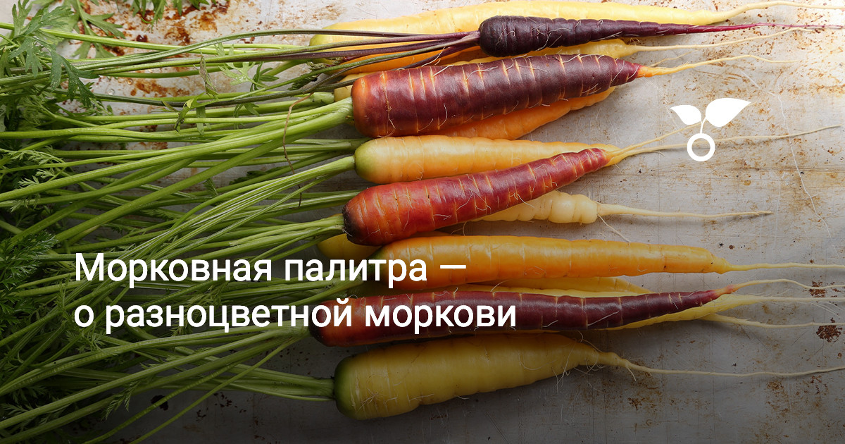 Морковь палитра. Морковная палитра. Морковь пятерка. Разноцветная морковь семена.