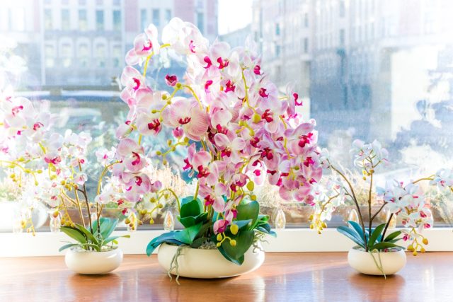 Орхидея фаленопсис — всё что нужно знать